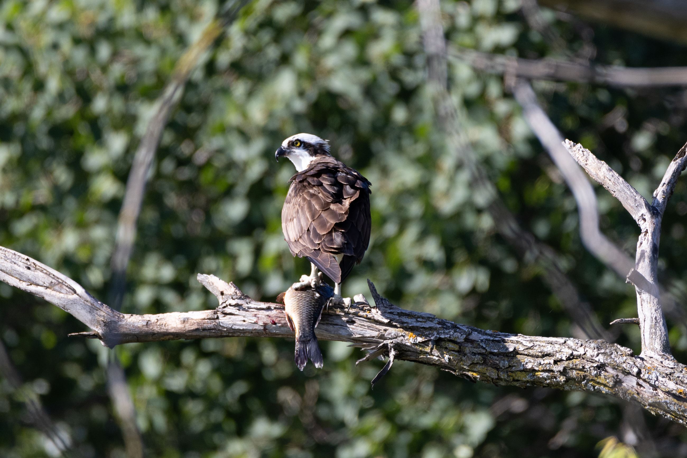 Osprey perched on a branch, fish clutched in talons. The background is a blur of green foliage.